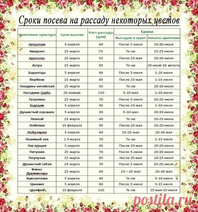 Рассада. Когда и что сажать? 

Ориентировочные даты посева рассаду основных овощных культур для средней полосы России: 

Сельдерей. Посадка – 25 мая. Возраст рассады – 70-80 дней, от посева до всходов – до 15 дней. Посев – после 25 февраля. 

Сладкий перец. Посадка в теплицу – 5 июня. Возраст рассады – до 70 дней, от посева до всходов – 12-14 дней. Посев – после 10 марта. 

Капуста белокочанная ранняя. Посадка – после 20 мая. Возраст рассады – до 50 дней, от посева до всхо...