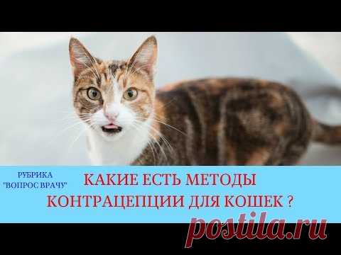 Уколы, таблетки и капли для кошек от гуляния: обзор средств и правила применения