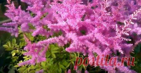 Ажурные кустики цветка можно увидеть во многих садовых участках, которые в зависимости от сорта могут быть высотой от 30 до 60 см. В садах и загородных участках выращивают в основном гибриды. Сегодня вы узнаете, как правильная посадка астильбы дает красивые пушистые соцветия, собранные в метелки.
