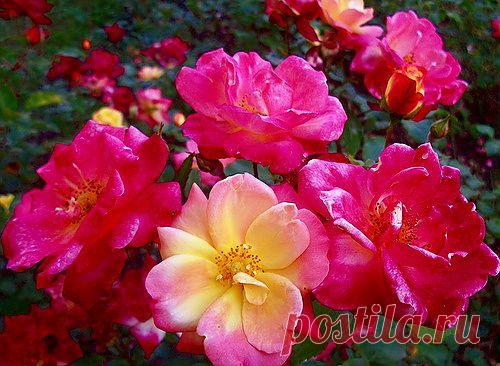 Тараторка — «цветочное настроение» на Яндекс.Фотках