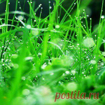 КАК ПРЕВРАТИТЬ СКОШЕННУЮ ТРАВУ В КОМПОСТ ИЛИ МУЛЬЧУ.