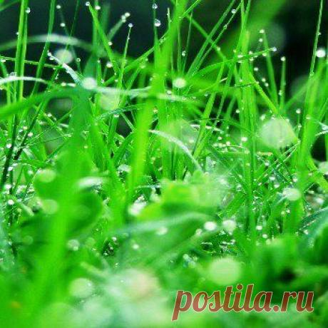 КАК ПРЕВРАТИТЬ СКОШЕННУЮ ТРАВУ В КОМПОСТ ИЛИ МУЛЬЧУ.