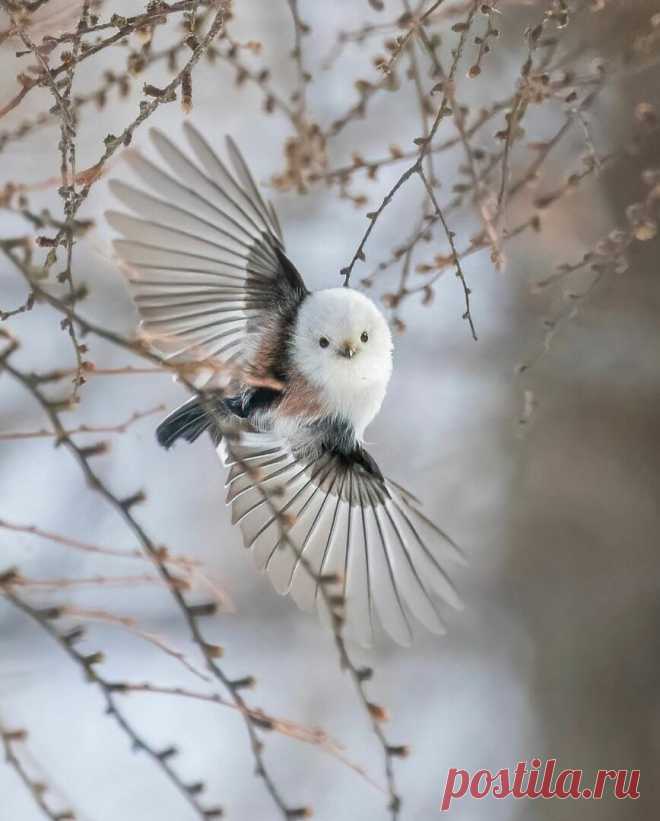 ღ Ополовник ,или длиннохвостая синица.