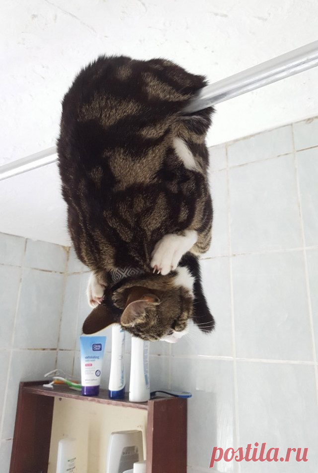 Кошки, попавшие в неловкое положение / Питомцы