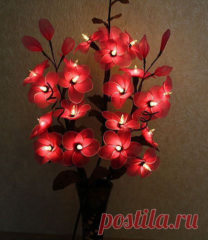 Сарочка Черныш
Израиль, Petah Tikva