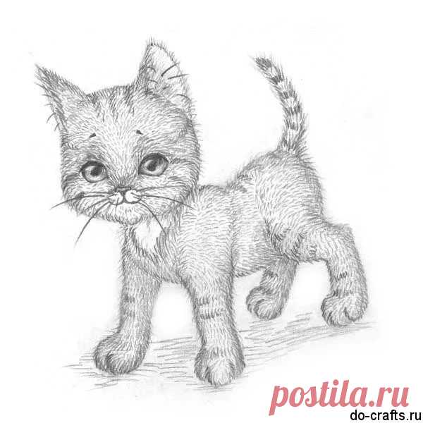 «Как нарисовать котенка поэтапно карандашом для начинающих» — карточка пользователя slavashishaev в Яндекс.Коллекциях