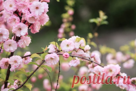 Морозоустойчивые, но редкие — лучшие декоративные кустарники для сада — Ботаничка