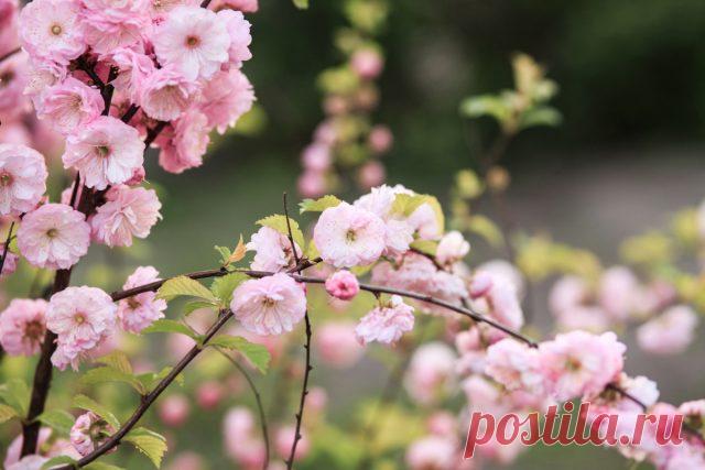 Морозоустойчивые, но редкие — лучшие декоративные кустарники для сада — Ботаничка