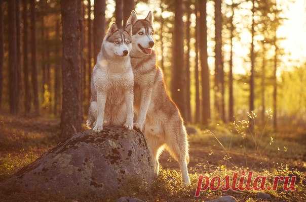 «Стражи леса». Мурманская область. Автор фото: Виталий Истомин.