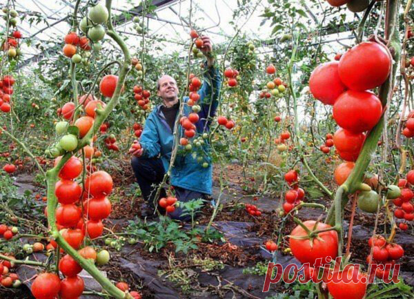 Когда необходима подкормка томатов йодом?


Каждый огородник стремится получить хороший урожай со своего участка и
при этом свести минимум использование химических препаратов. Подкормка
томатов йодом сегодня становится все более популярной. Если
прислушиваться мнения специалистов, то йод не наносит вреда ни человеку,
ни выращиваемой культуре. Чтобы получить максимальный результат от
таких подкормок, необходимо разобраться детальнее и выяснить кода и как
использовать йод дл...