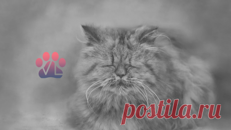 Когда хозяину пожилой кошки надо насторожиться / Болезни старости (2) | Ветеринарный диетолог vetLIFE | Дзен