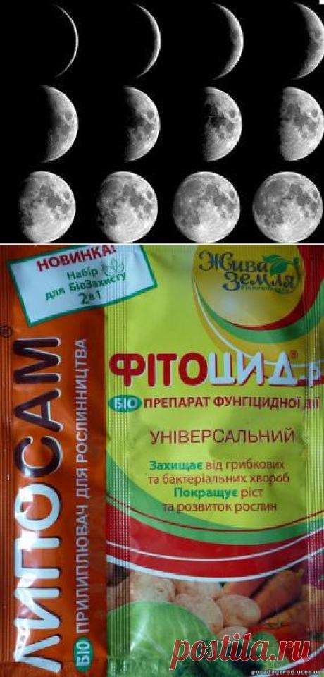 Фітоцид – р біопрепарати для захисту рослин від хвороб - Засоби захисту рослин  - Каталог статей - Корисні поради - город, сад, дім