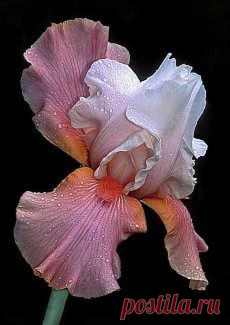 Tall-Bearded Iris  / Bearded Iris Print by Dave Mills
