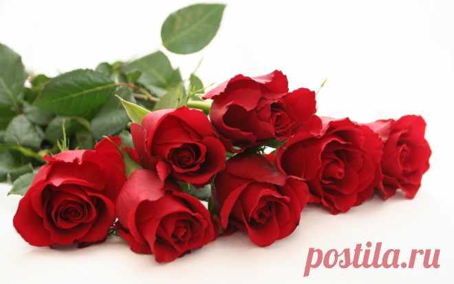 Rose Flowers Free (id: 107651) – BUZZERG