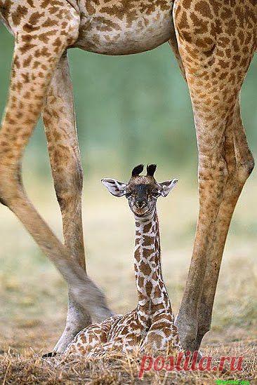 новорожденный