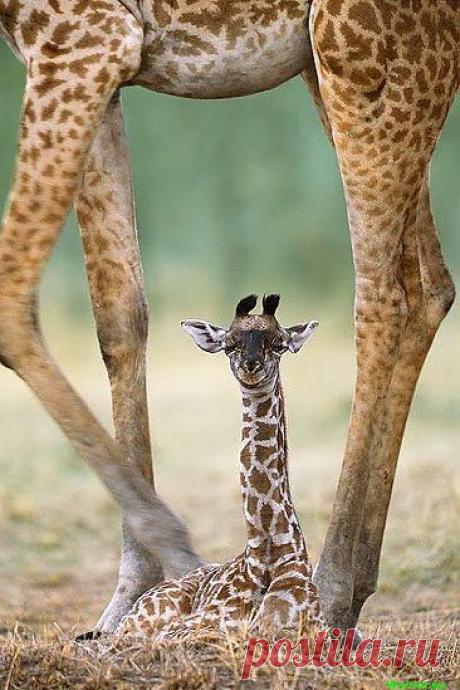 новорожденный