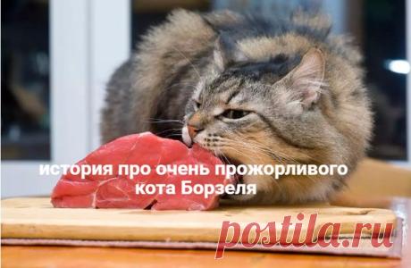 Хохотала до слез... 

 Восхитительная история про очень прожорливого кота Борзеля 

Некоторые коты — ну прямо настоящее… сокровище! 
Показать полностью…