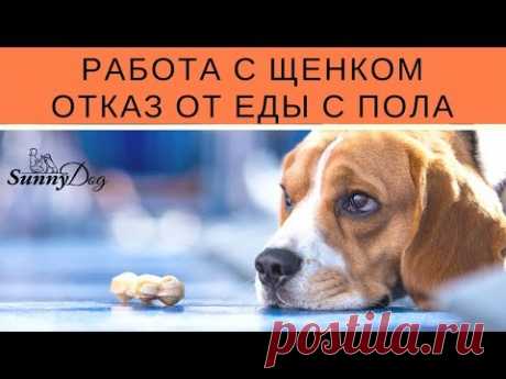 Работа с щенком - отказ от корма с пола