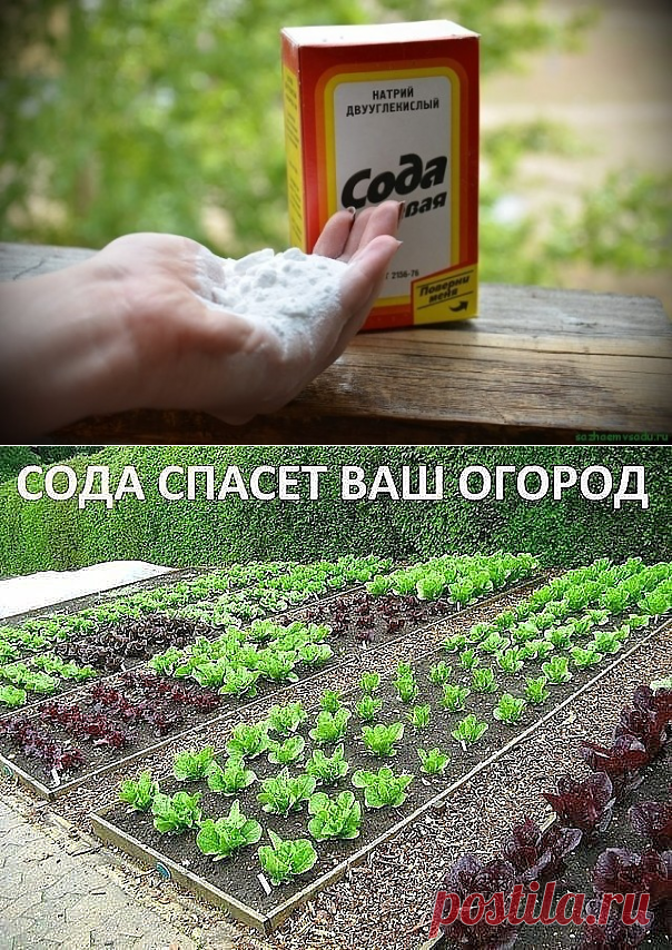 (48) Одноклассники