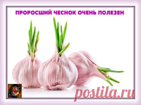ПОЧЕМУ НЕ СЛЕДУЕТ ВЫБРАСЫВАТЬ ПРОРОСШИЙ ЧЕСНОК