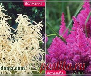 Астильба иили волжанка (фото) — отличия цветов