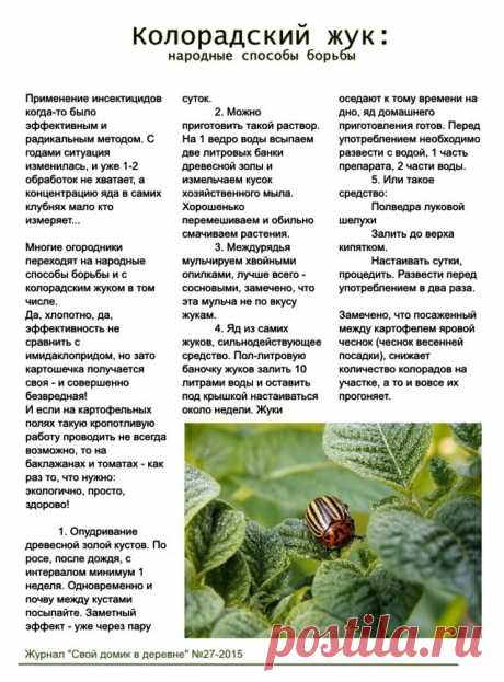 Колорадский жук: народные способы борьбы