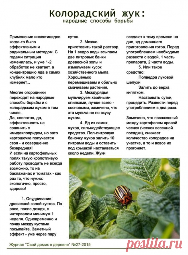 Колорадский жук: народные способы борьбы