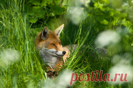 Лето Фокс Эндрю Бертрам / 500px