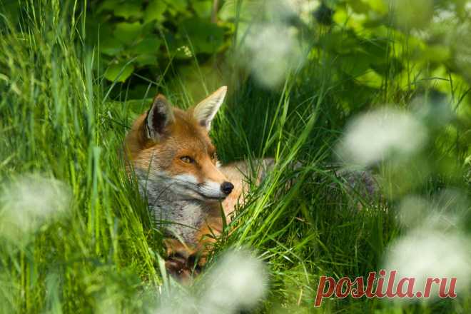 Лето Фокс Эндрю Бертрам / 500px