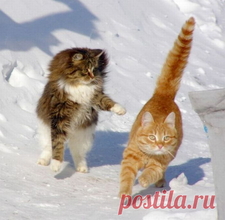 ну чего ты бежишь на четырёх , на двух ногах быстрее