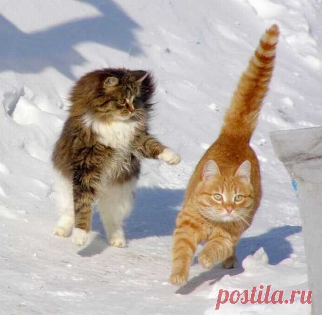 ну чего ты бежишь на четырёх , на двух ногах быстрее