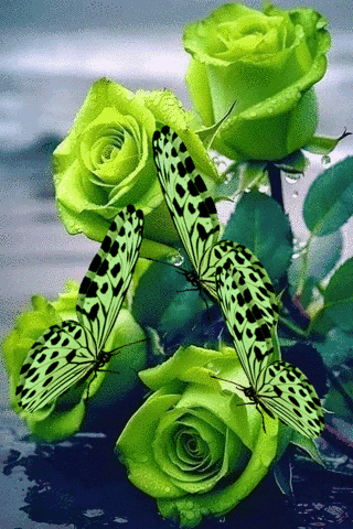 Розы