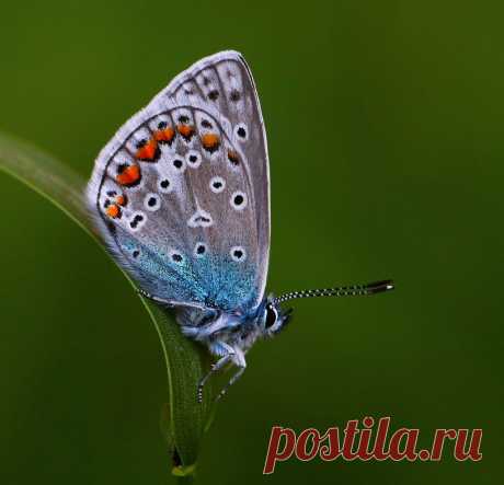 Победители Конкурса «Микрокосмос» По Версии Яндекс.Фотки | ТАЙНЫ ВСЕЛЕННОЙ