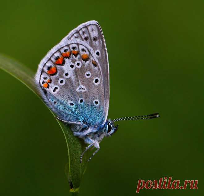 Победители Конкурса «Микрокосмос» По Версии Яндекс.Фотки | ТАЙНЫ ВСЕЛЕННОЙ
