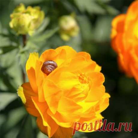 Желтые цветы с весны до осени: 50+ видов цветов для цветника — FloweryVale.ru