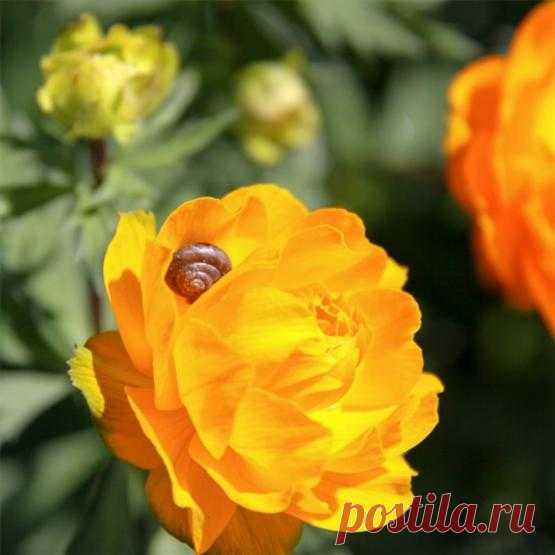 Желтые цветы с весны до осени: 50+ видов цветов для цветника — FloweryVale.ru