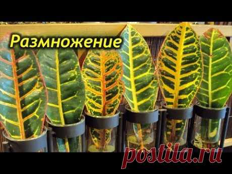 Способы успешного размножения Кротона. Как правильно размножать Кротон.
