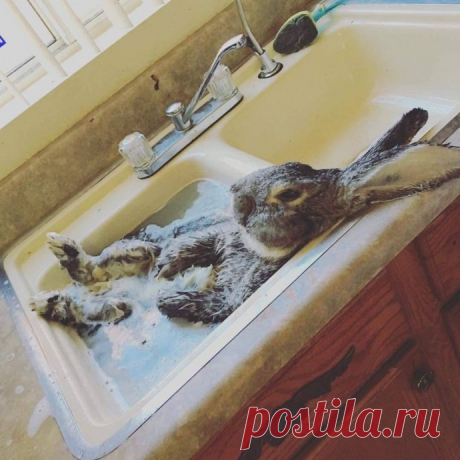 Банный день для каждого свой