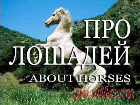 Про лошадей — About horses - YouTube