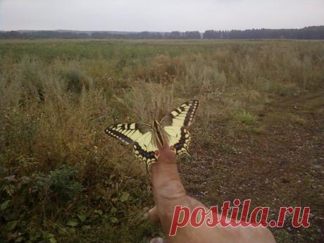 бабочки