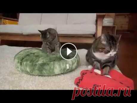 Коты взбивают подушки. Коты взбивают подушки....