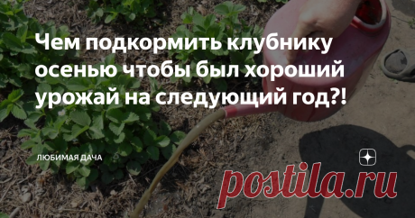 Чем подкормить клубнику осенью чтобы был хороший урожай на следующий год?! Многие задаются вопросом - чем  подкормить клубнику осенью, и стоит ли вообще подкармливать?! Опустим пока первый вопрос. Клубнику обязательно стоит подкармливать осенью удобрениями, так как это залог вашего урожая на следующий год. Как вы отпустите клубнику в зиму, так она вас и отблагодарит на следующий год. Это как с нами женщинами, если нет внимания, то и нас не будет рядом)).
На моем участке
