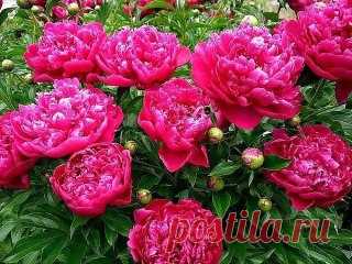 (41) Одноклассники