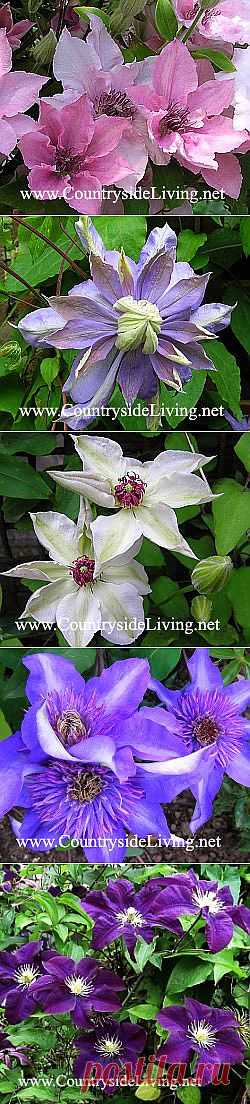 Клематисы: фото, сорта, цветы, группы. Уход, выращивание, обрезка клематиса