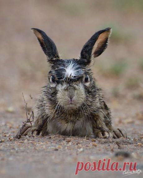 Смешные и милые животные (47 фото) - Prophotos.ru. Профессионально о фотографии — ЖЖ