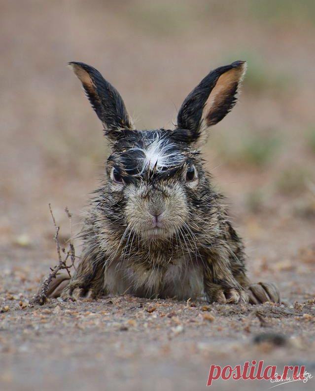 Смешные и милые животные (47 фото) - Prophotos.ru. Профессионально о фотографии — ЖЖ