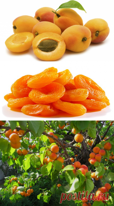 7 Health benefits of Apricot fruit you must know about - Ayurveda and Yoga