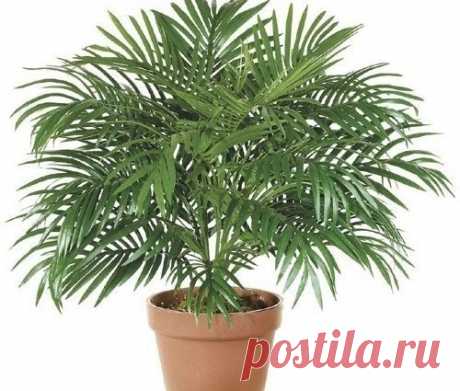 6 растений, которые стоит купить, если в квартире есть курильщик