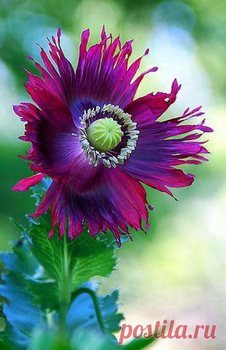 Poppy 'Heirloom' | Flowers
