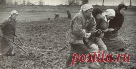 Бабы. Рассказ. До слез! 
Вот и весна. Земля наконец-то избавилась от снежных оков и облегченно вздохнула свежим легким ветерком. Пришла пора запрягать лошадей и выходить в поле - время пахать.

- Навались, бабы!
Одна за плуг…